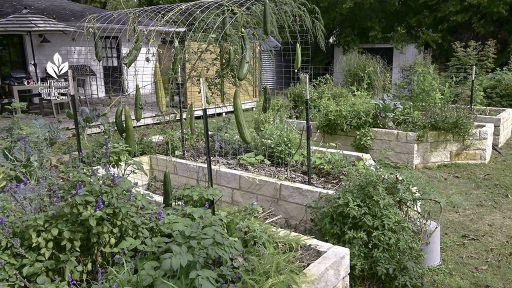flowers and food crops in limestone raised beds with fencing trellis holding luffas