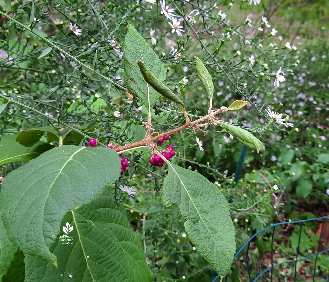 large-leafed plant with magenta berries against small lavender -white flowers 