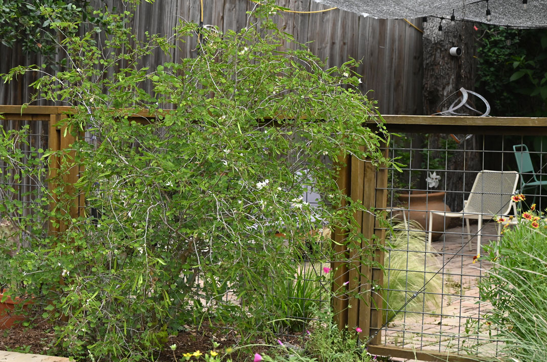 anacacho orchid against cattle panel and wood frame fence to patio