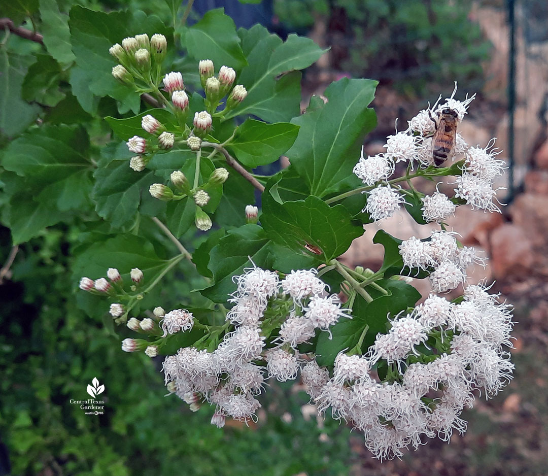 small fuzzy-ball white flowers visited by honeybee