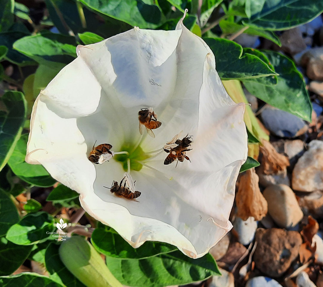 white flower with four honeybees inside 