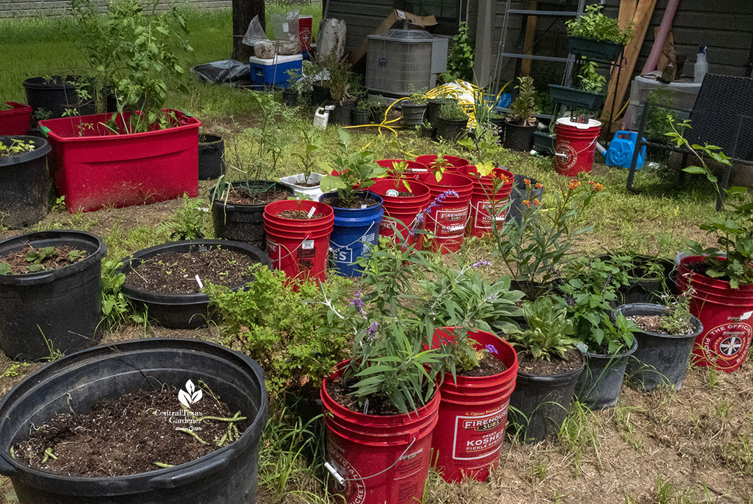 backyard with many large recycled pickle barrels and nursery pots filled with young plants 