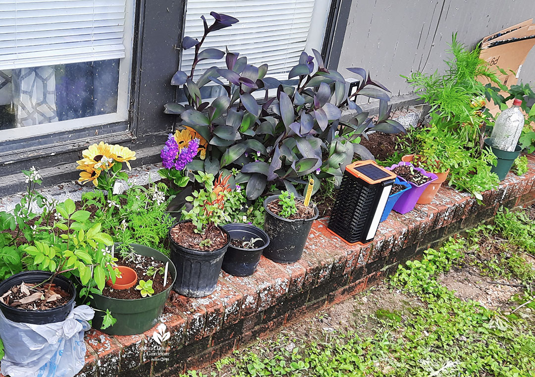 house ledge with small plastic nursery pots filled with various plants 