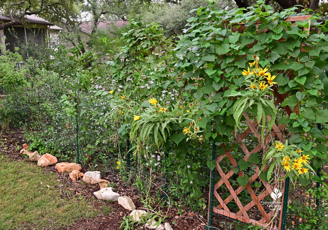 tall yellow-blooming sunflower against tall sprawling lavender-white asters 