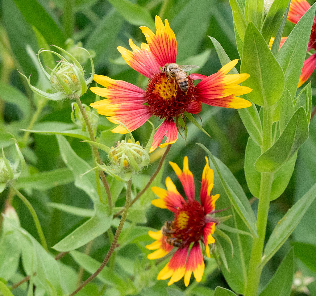 bee on orange and yellow Texas wildflower Gaillardia 