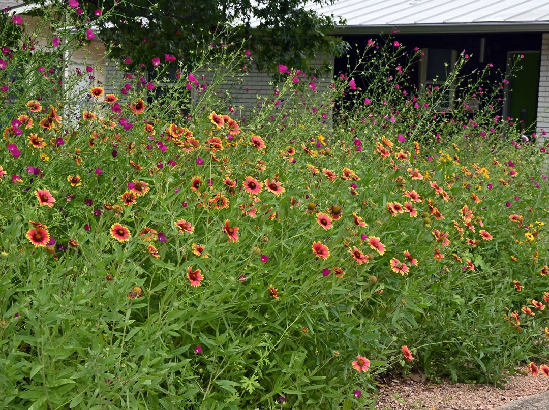 tall winecups and orange and yellow Gaillaria wildflowers in front yard 