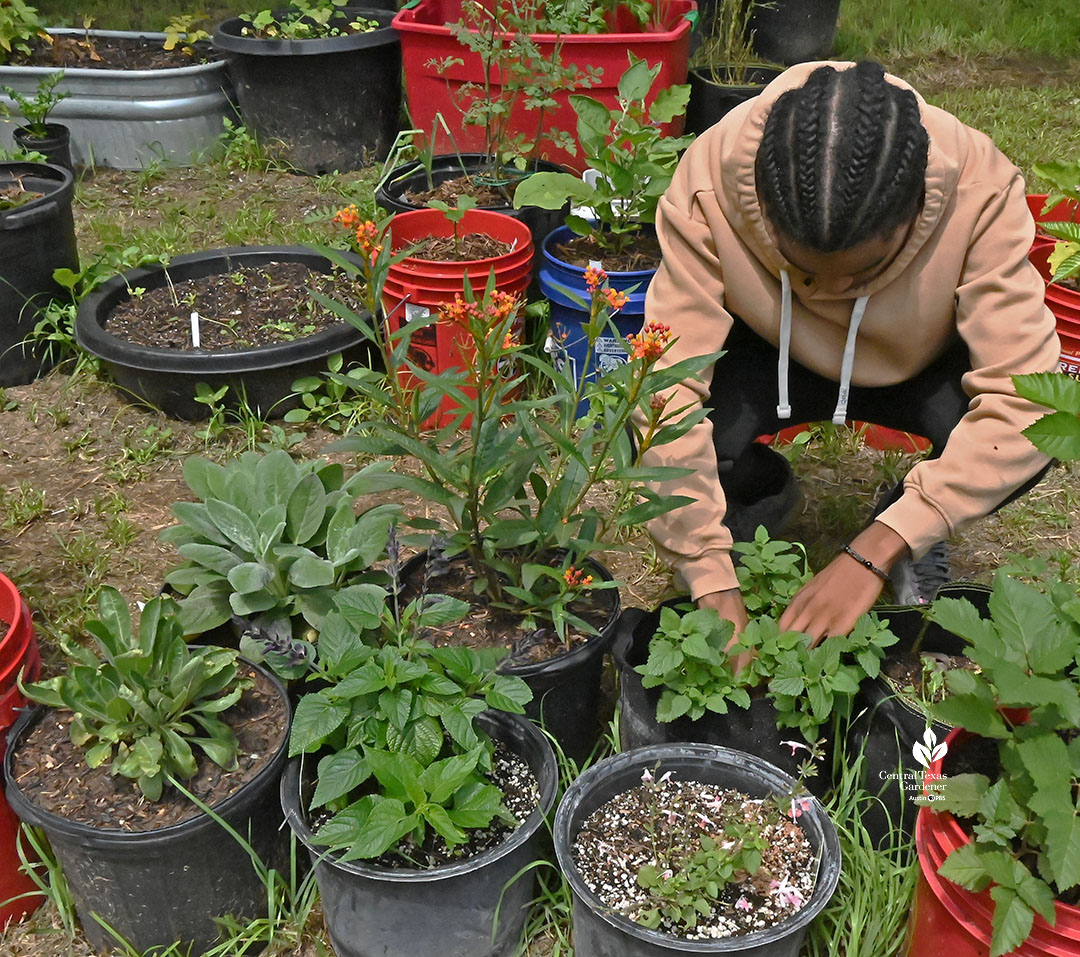 young man bending over large plastic nursery pots filled with young plants 