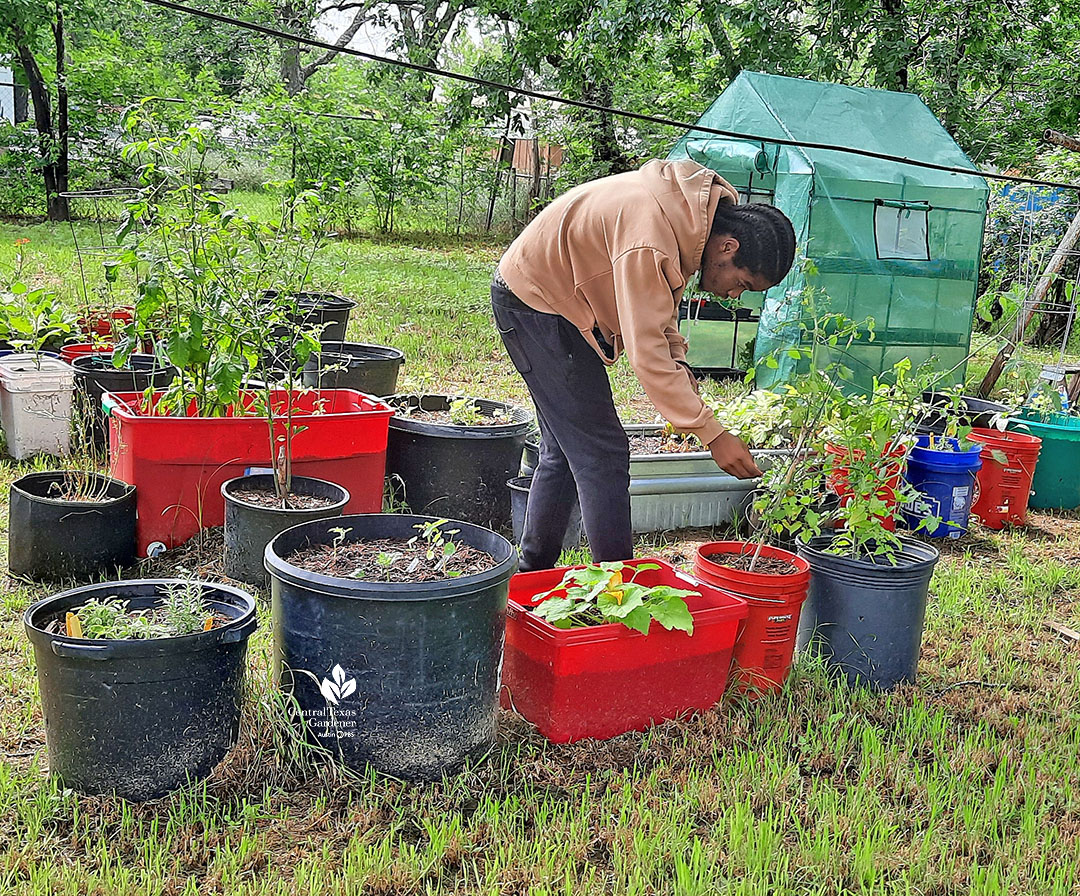 young man in backyard looking at large nursery pots and pickle barrel containers filled with young plants 