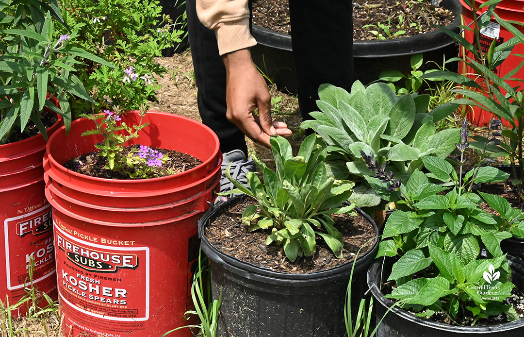 hand of young man against leaf of plant in large black plastic nursery pot