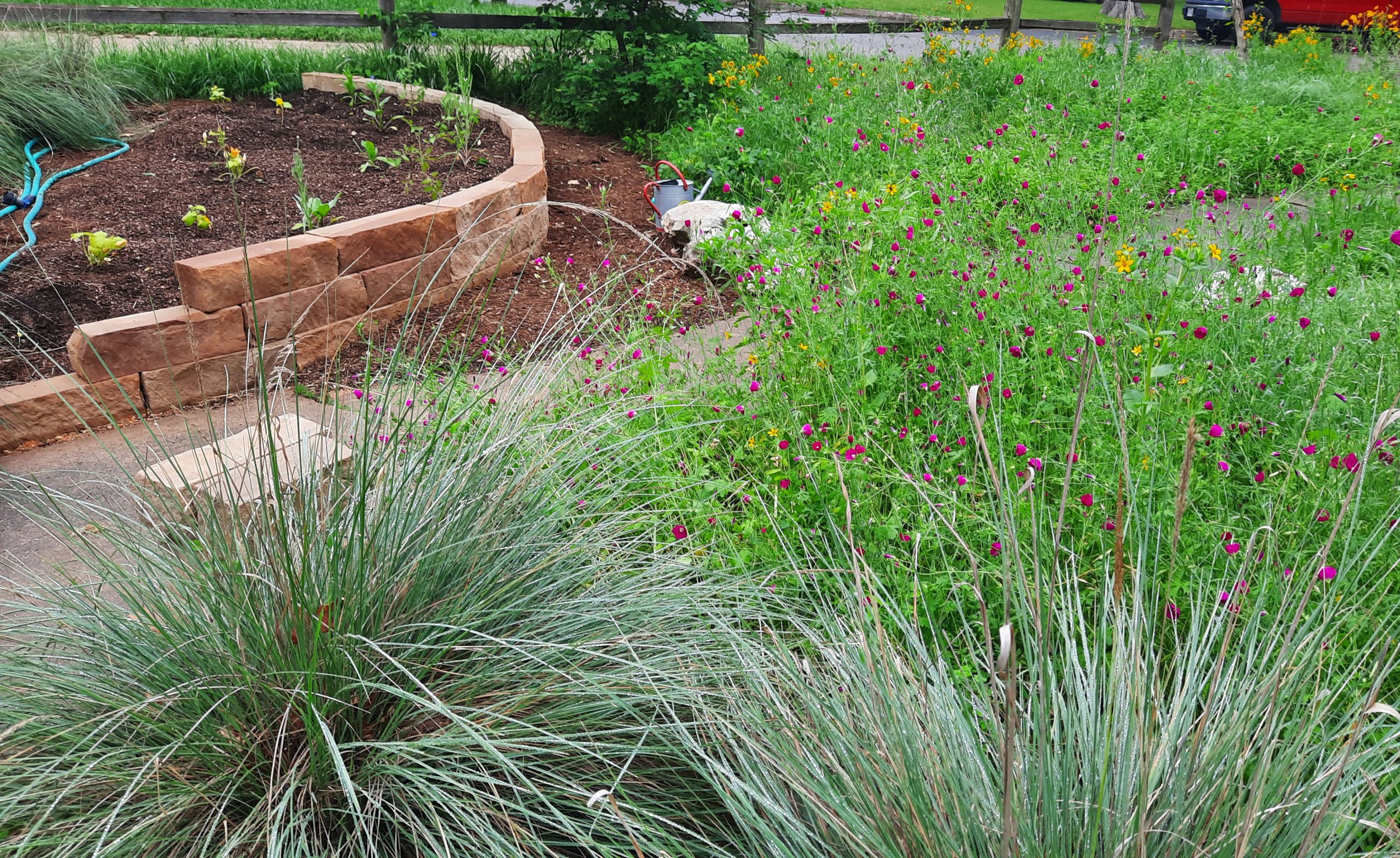 silvery grass clumping grass, winecup wildflowers, concrete block raised bed 