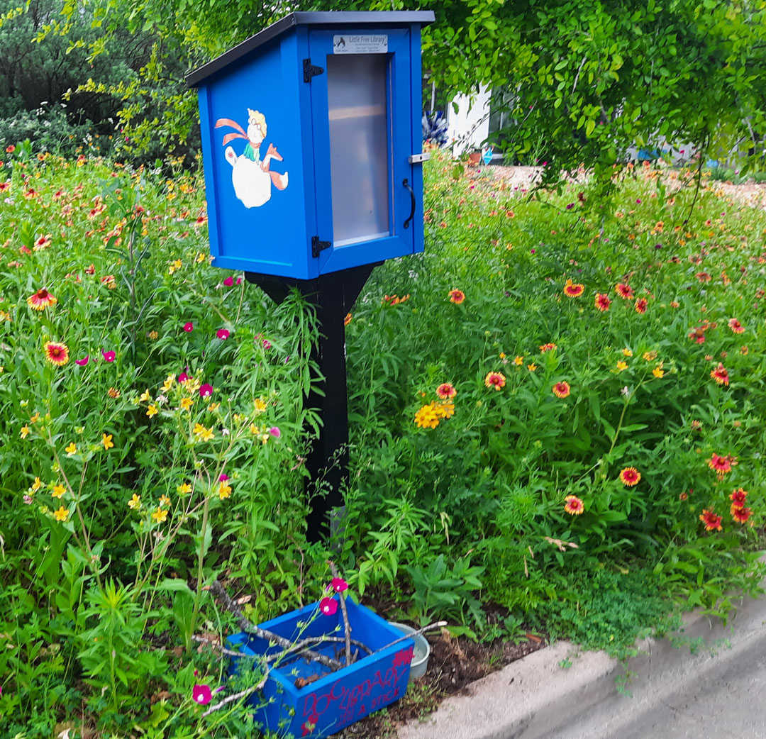 bright blue Little Library in front yard of wildflowers 