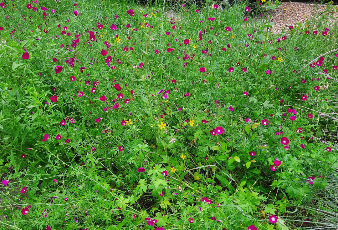 yellow wildflowers with wine-colored flowers 