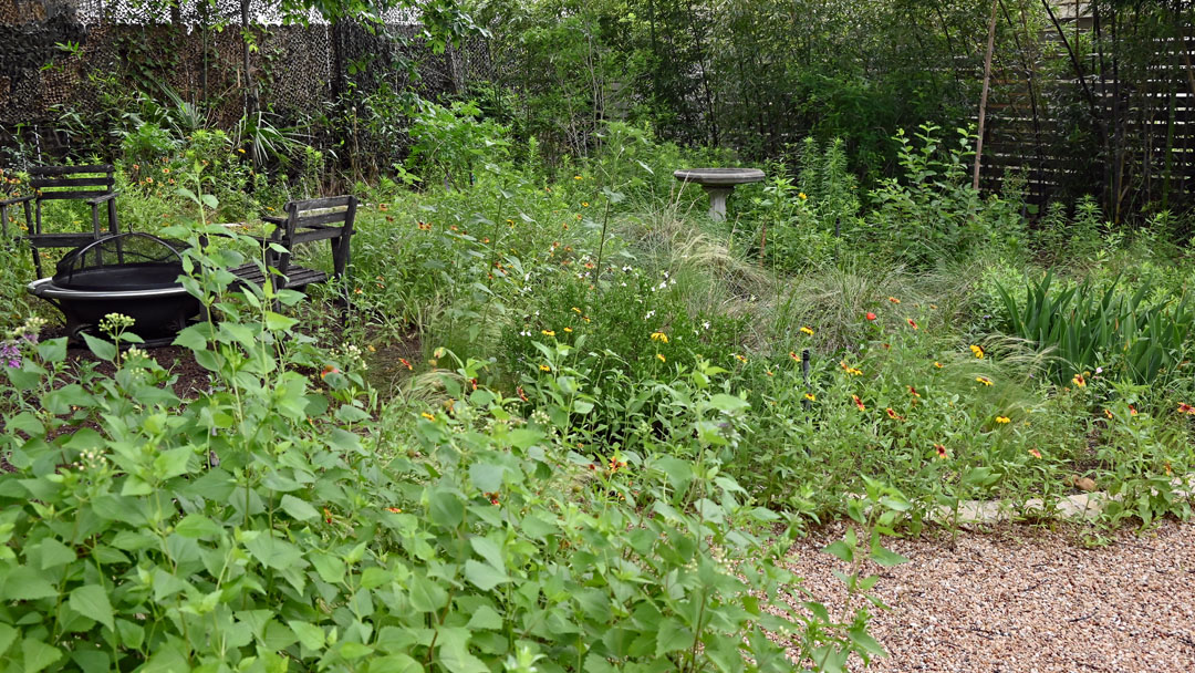 medium-sized perennials against wildflowers and backyard birdbath and patio furniture 