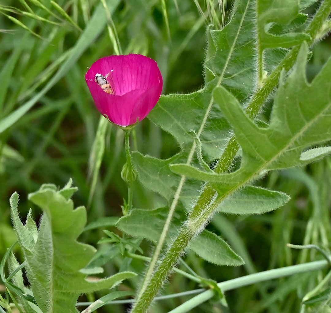 bee in winecup wildflower 