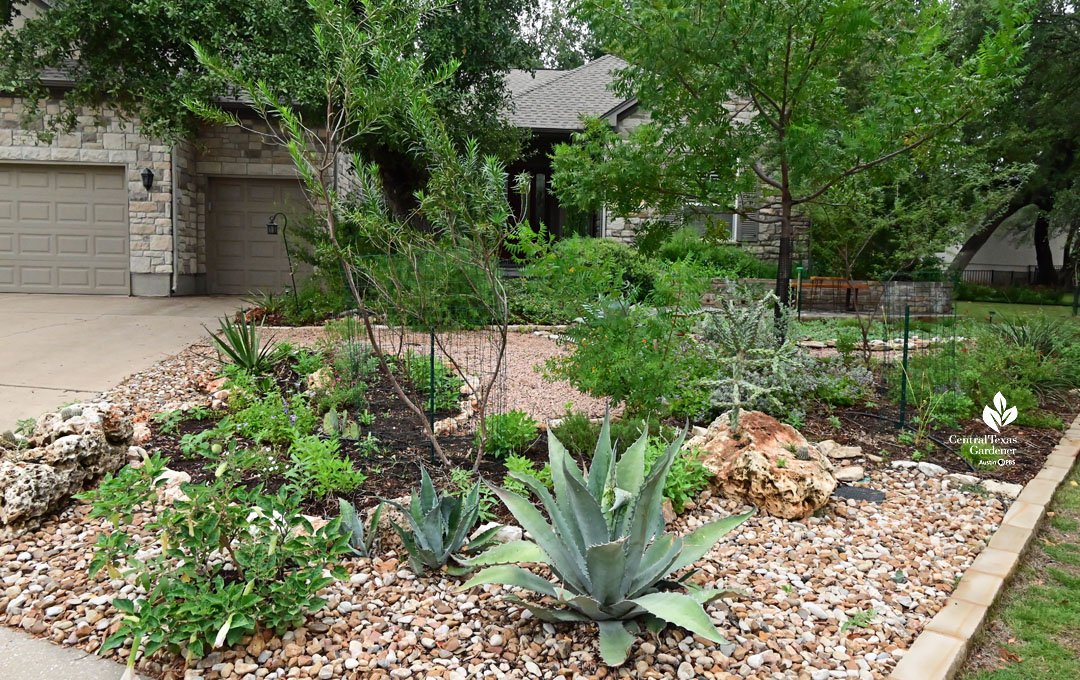 curbside garden of succulents, small trees, perennials mulched with river stones 