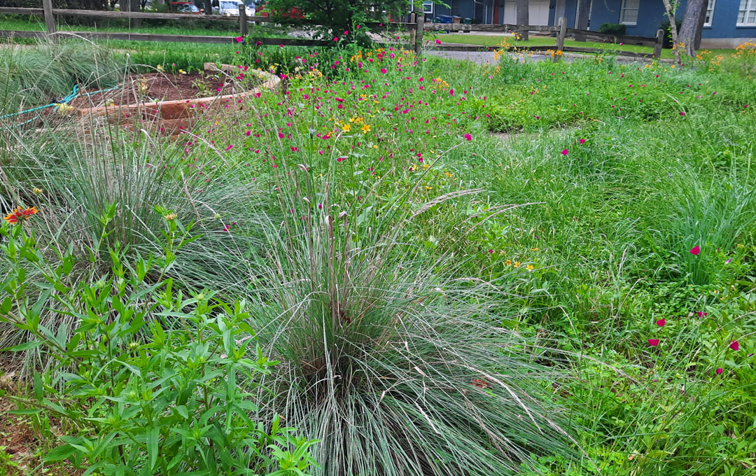 front yard with large clump grass, orange and yellow flowers and wine-colored flowers