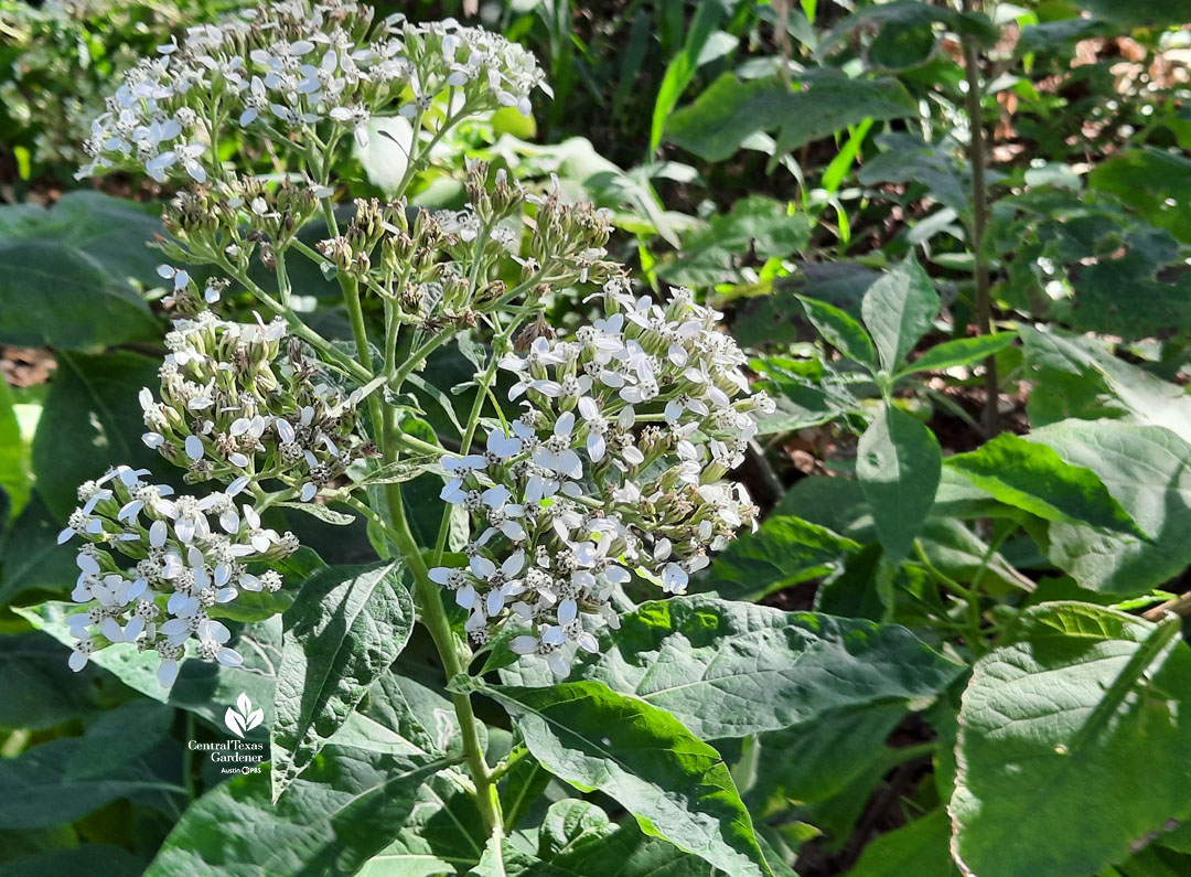 small white flowers 