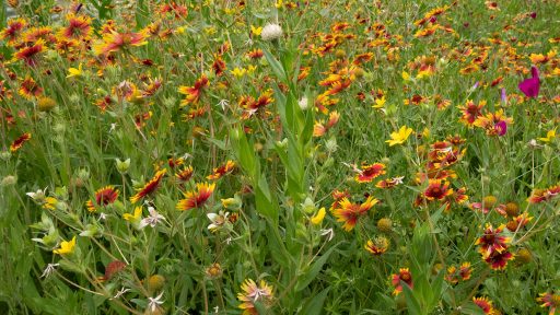 red and orange and white wildflowers