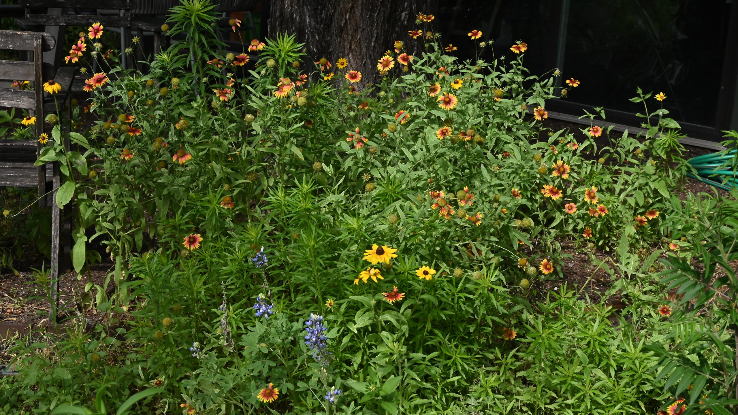 orange and yellow floewrs, bluebonnet 