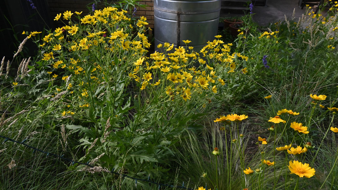 yellow flowers against metal cistern 