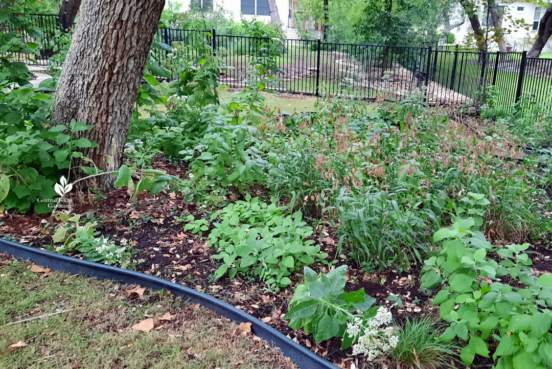 long wide bed under live oak trees with native plants 