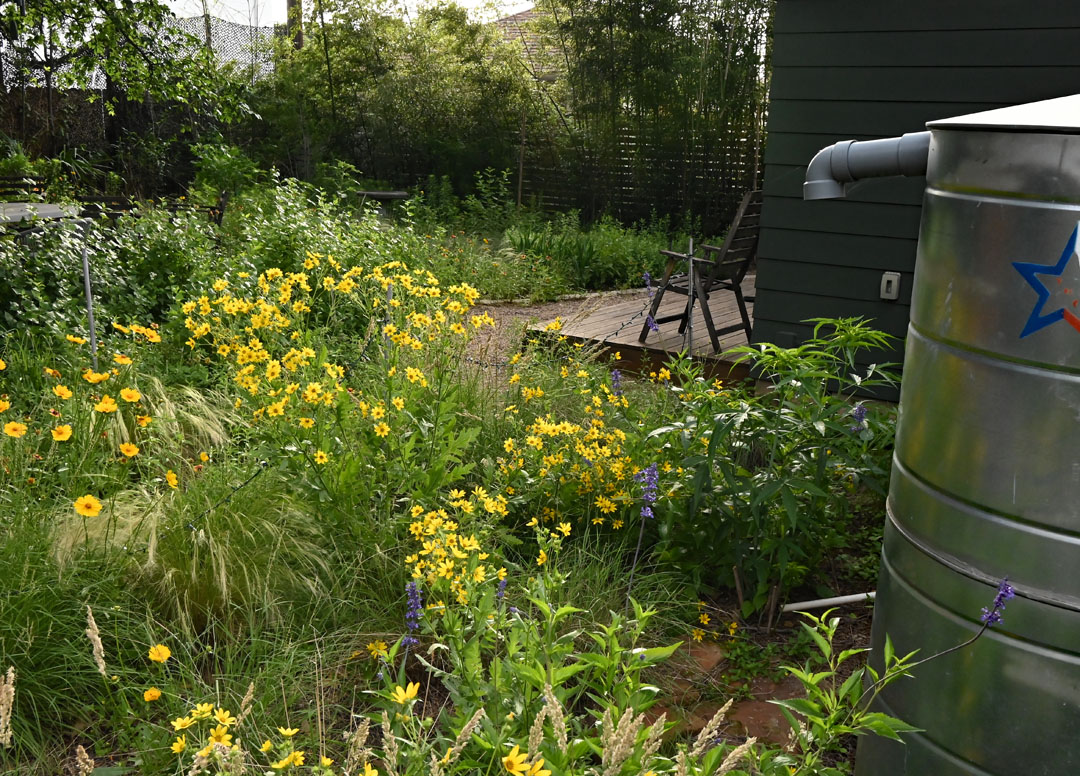 yellow flowers in corner of garden to small wooden deck 