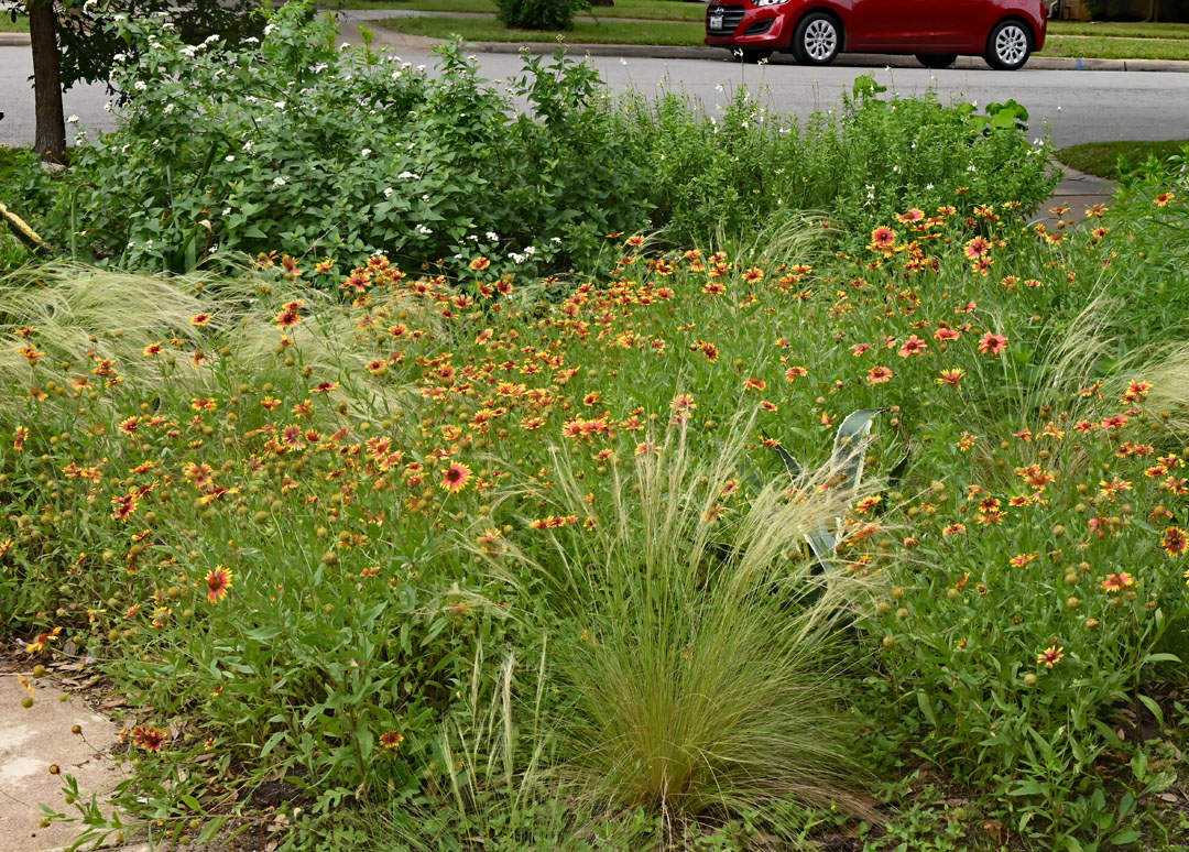 orange and yellow flowers, white seed heads on grasses, perennials in front yard 