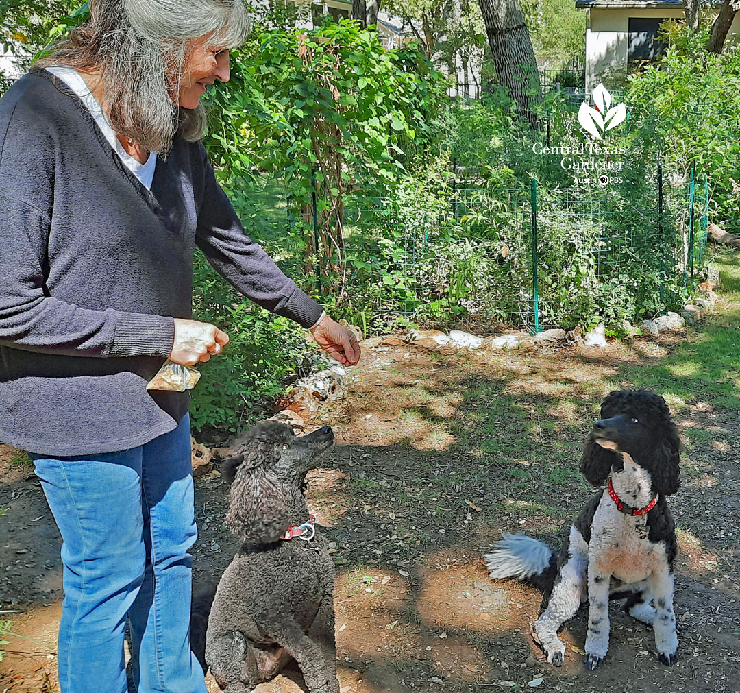 woman holding hand out to two attentive young standard poodles 