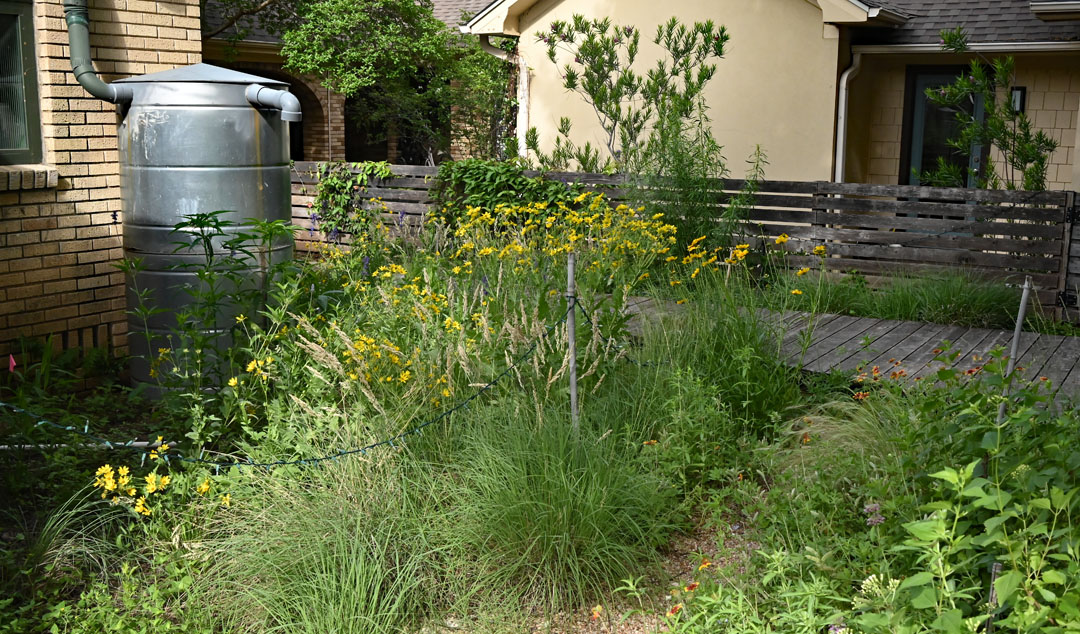 metal cistern, yellow wildflowers, white seedheads on clumping grasses, low fence between neighbor beyond 