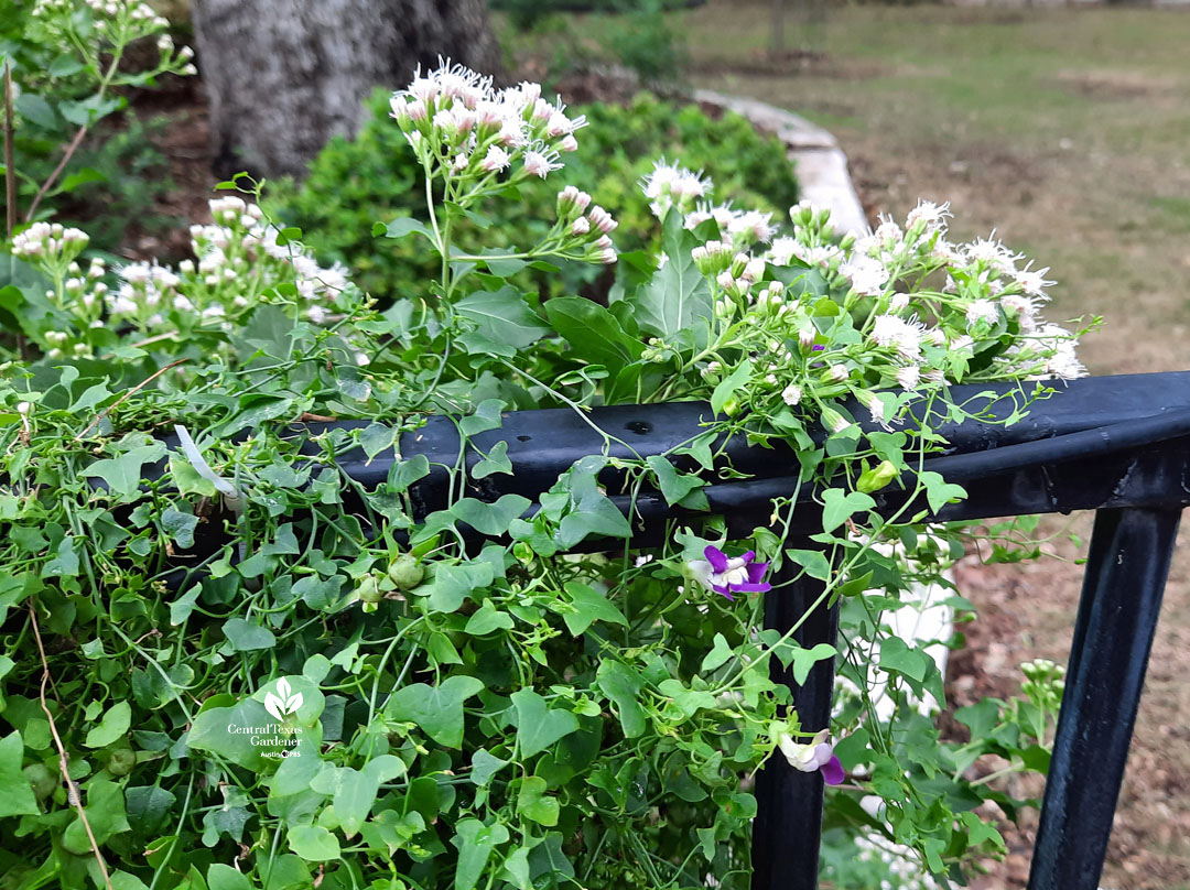 tiny purple and white flower on vine of heart-shaped leaves growed in metal fence with white fuzzy flowers 