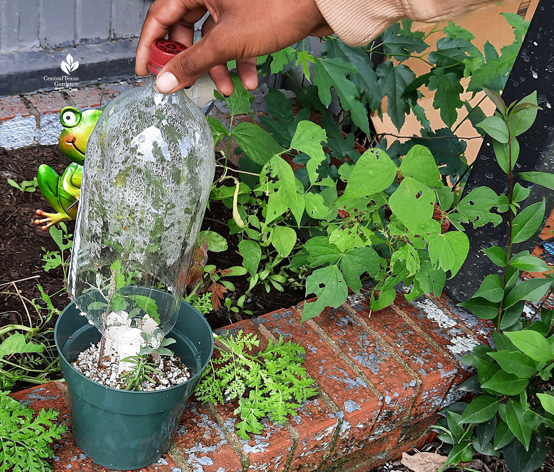 young man picking up top of cut off plastic soda bottle as top of tiny propagation "greenhouse" 