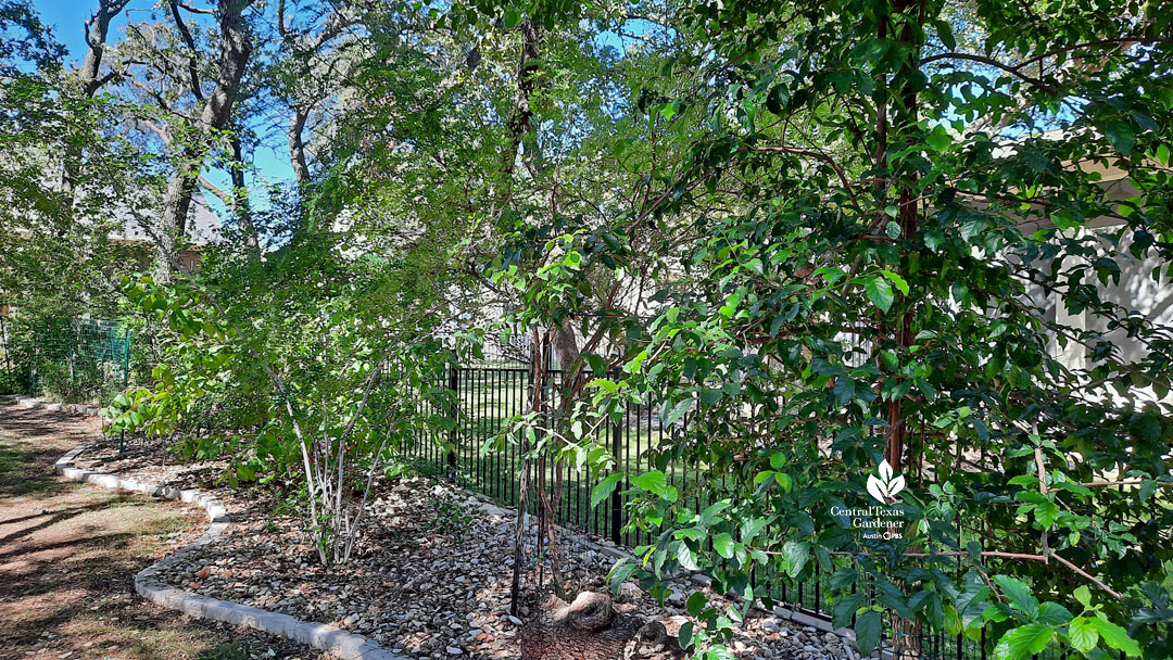 small trees against metal fence 