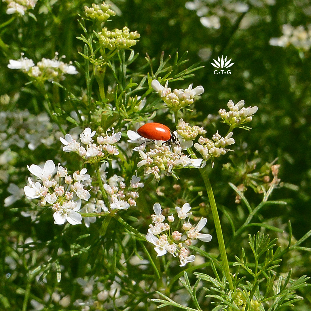 ladybug on small white flowers 