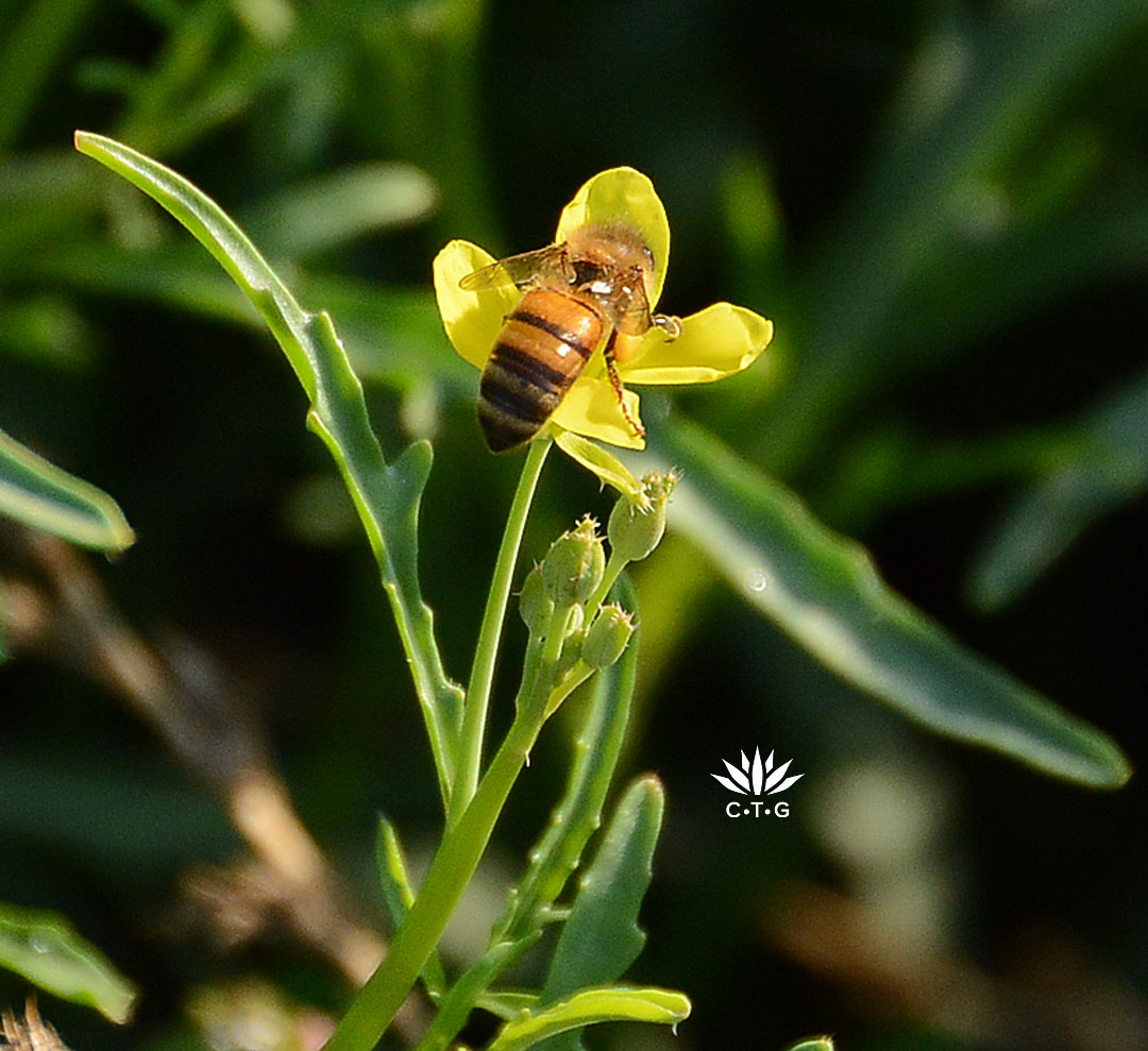 bee on yellow flower