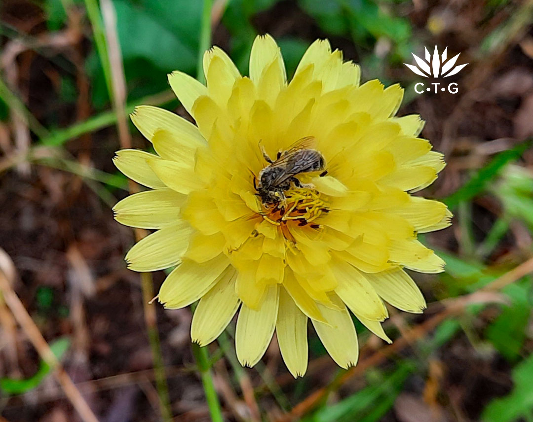 bee in pale yellow dandelion