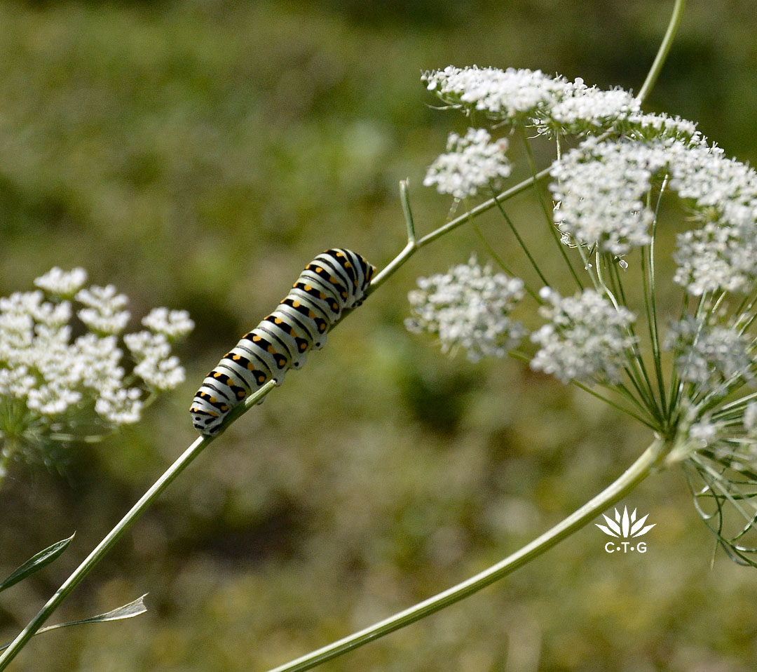 yellow, black and white-striped caterpillar on stem of plant with white flowers 