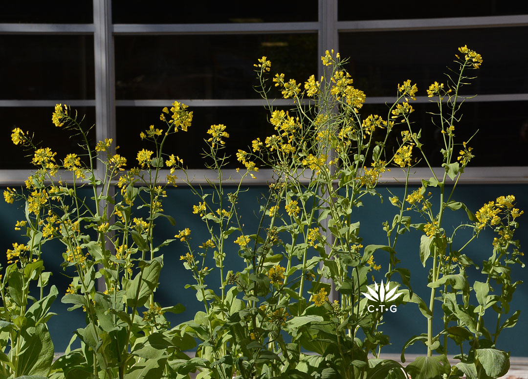 tall stems of herb with yellow flowers