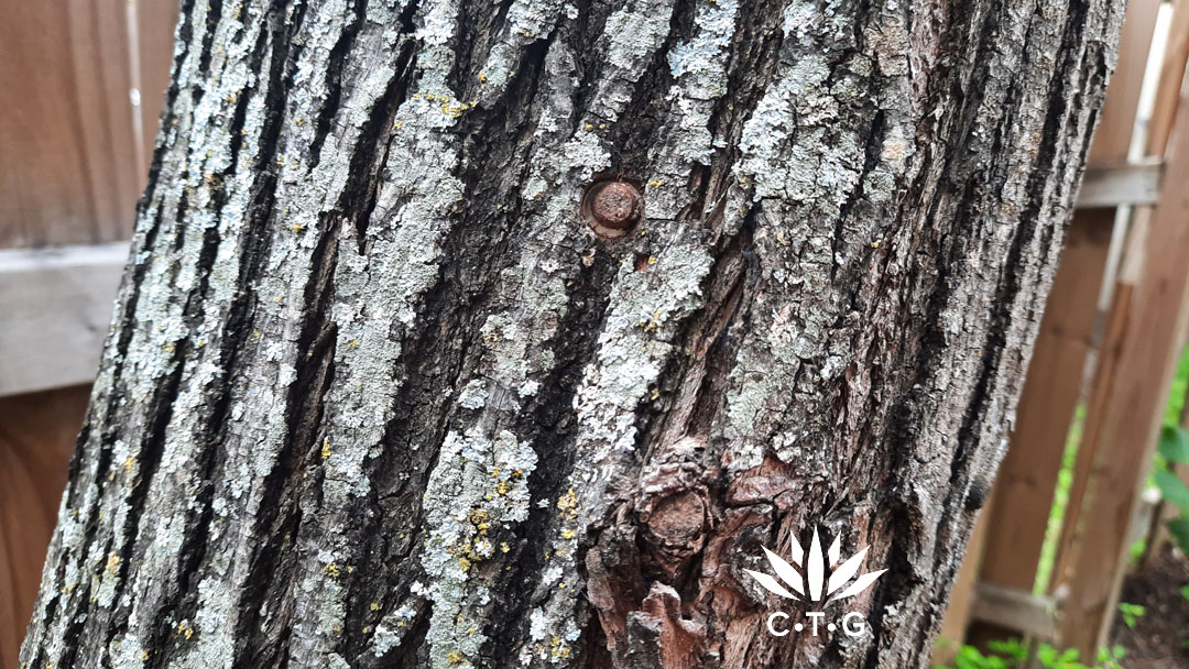 mushroom innoculation chinaberry trunk