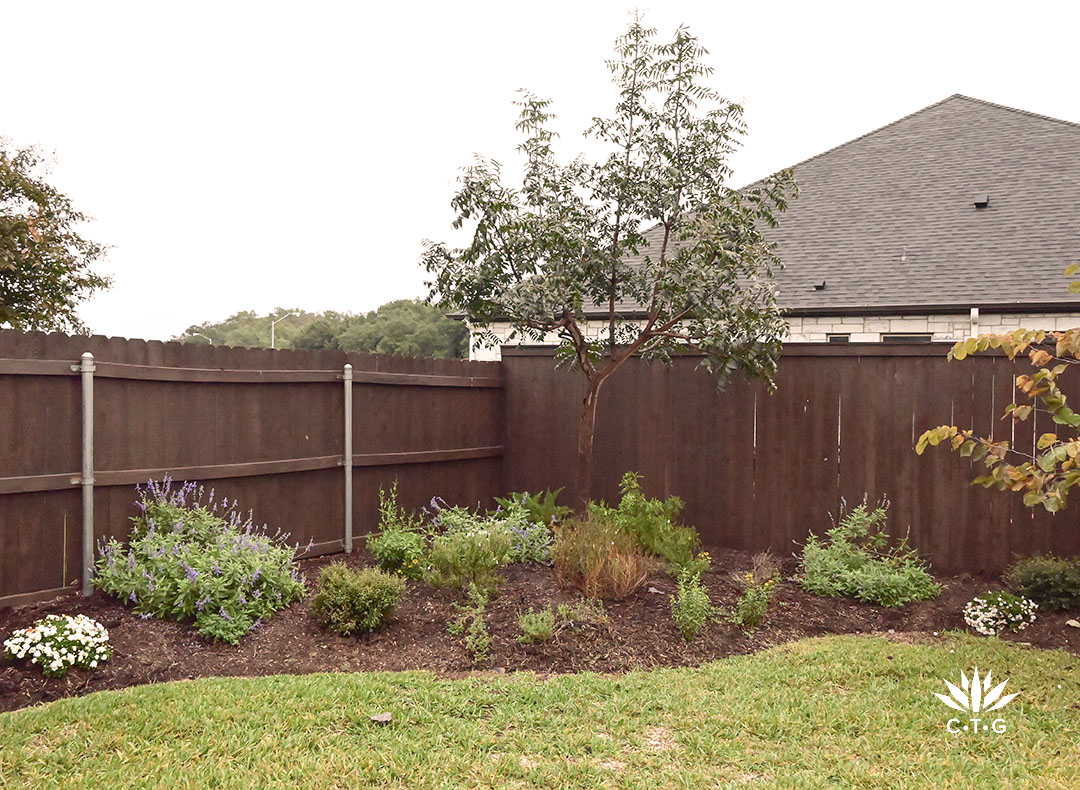 fence corner with tree and small perennials 