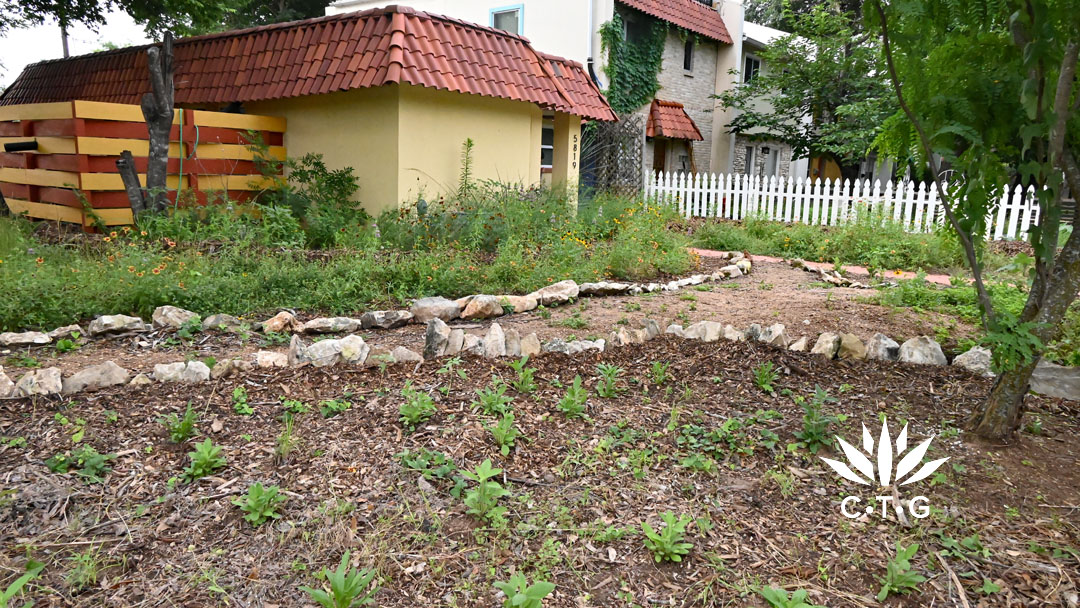 wide shot front yard with very new plants and spring wildflowers 