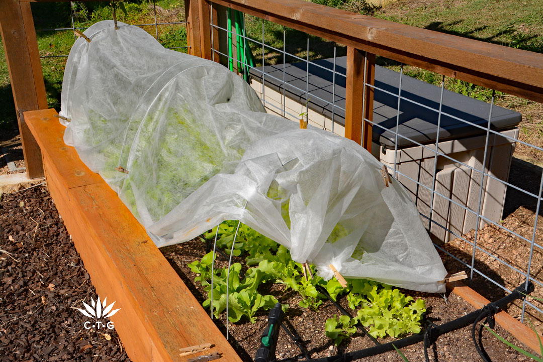 white sheer fabric over raised vegetable bed