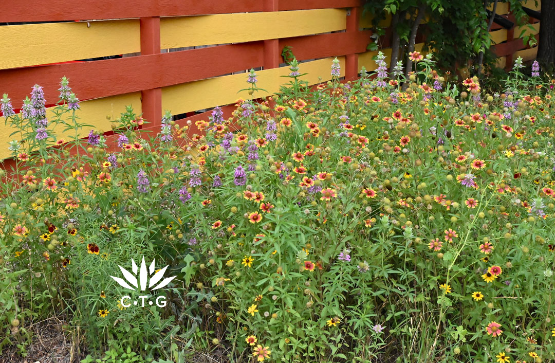 wildflowers along fence