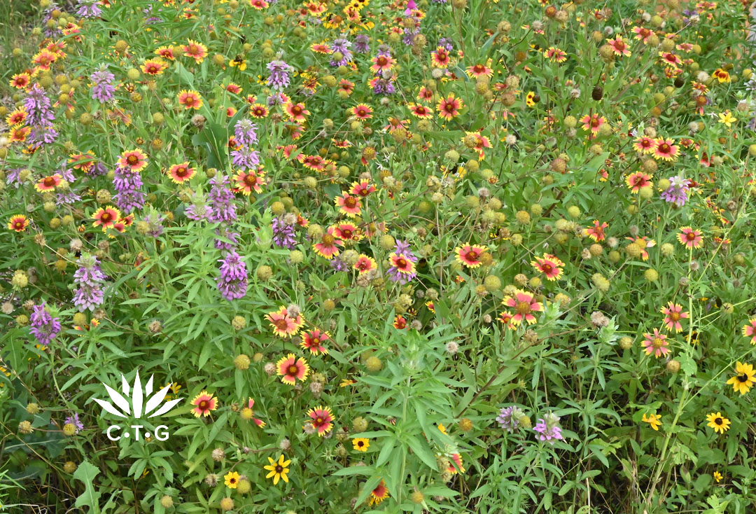 wildflowers of many colors