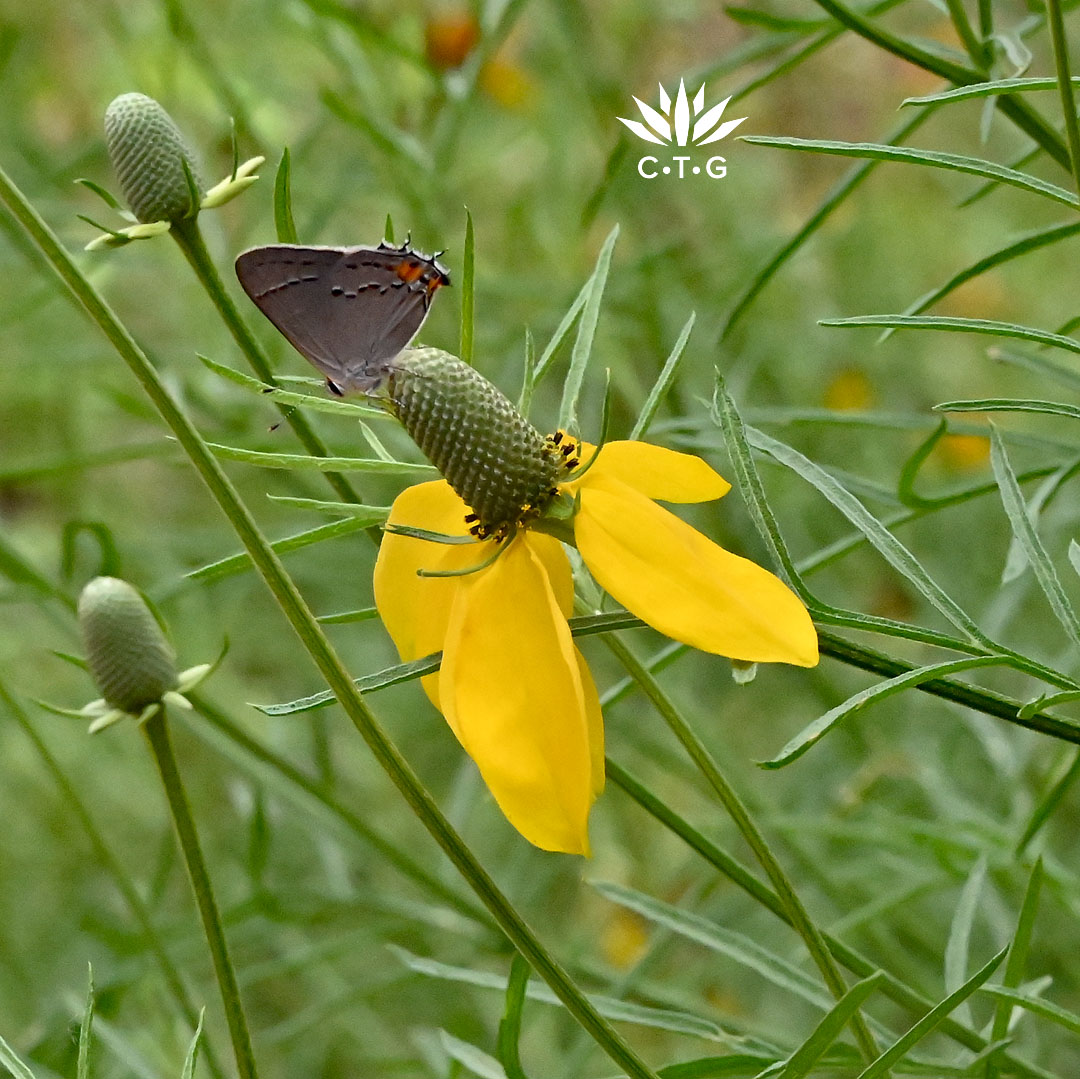 gray butterfly with orange marking on yellow flower with elongated disk flower "cone" 