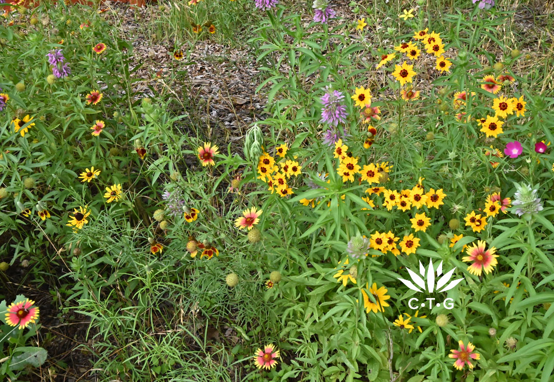 gold and golden-red wildflowers 