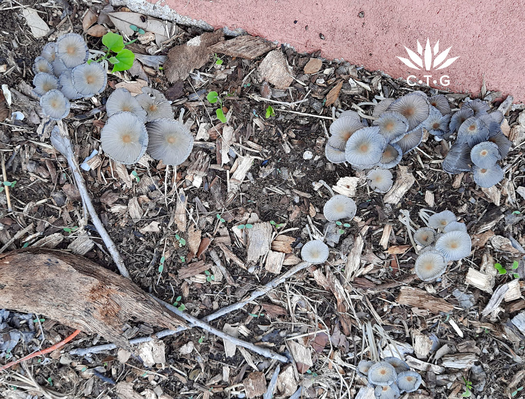 small grayish-white umbrella-like mushrooms in garden mulch