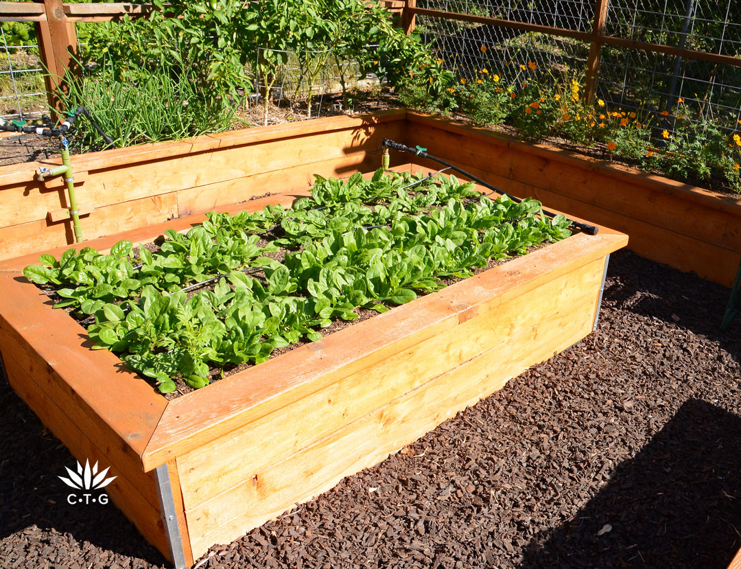 lettuce in wood raised bed