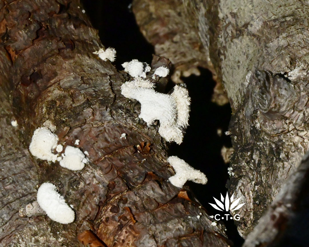 mushrooms growing on logs