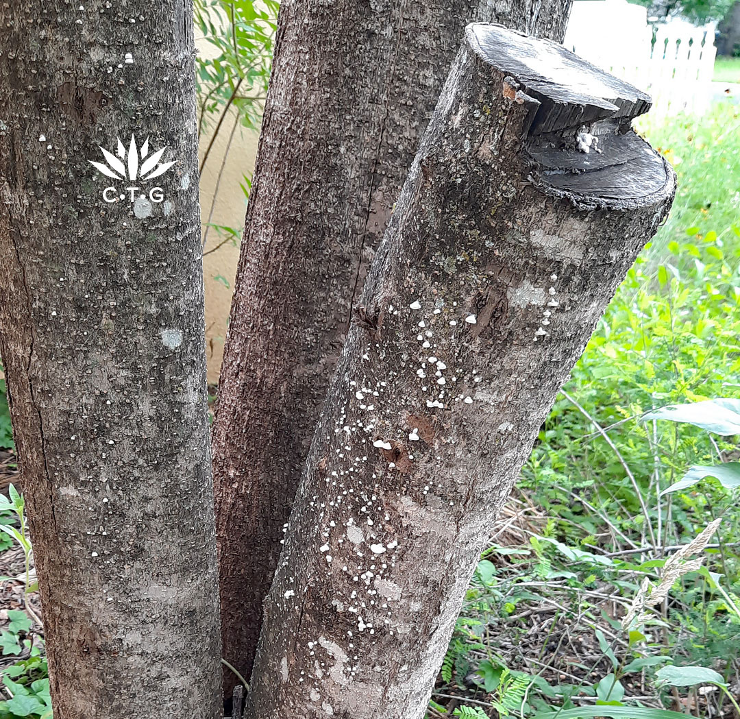 ligustrum trunks with small white mushrooms