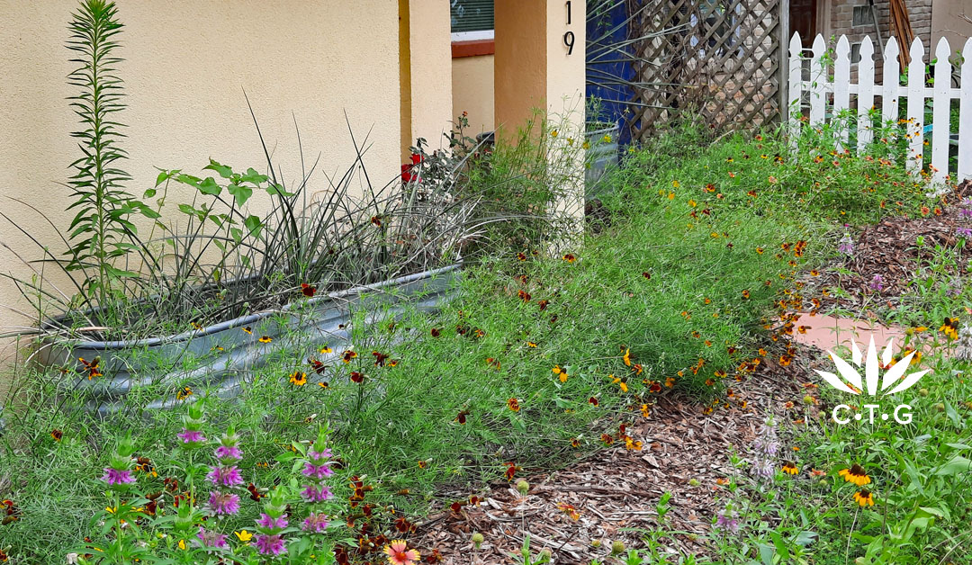 red and gold and lavender flowers against house and stock tank planter